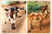 Vembur Sheep
