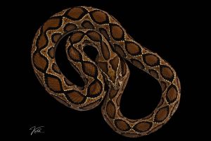 Venom Maps Predict Russell’s Viper Characteristics