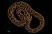 Venom Maps Predict Russell’s Viper Characteristics