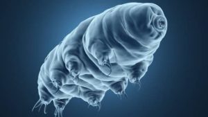Voyager Tardigrades Experiment