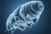 Voyager Tardigrades Experiment