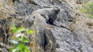 Woolly Flying Squirrel