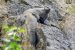 Woolly Flying Squirrel
