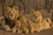 Asiatic Lion Population Surge in Gujarat 2025