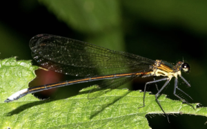 Caliphaea sinuofurcata