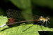 Caliphaea sinuofurcata