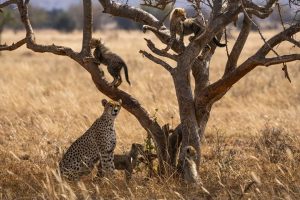Cheetah Corridor Project