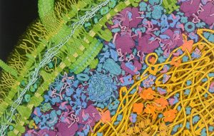 Climate Change and Human Gut Microbiota Disruption
