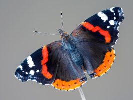 European Red Admiral Butterfly