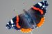European Red Admiral Butterfly