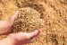 Hybrid Paddy Seeds