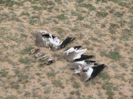 Illegal Bird Killing in the Mediterranean Region