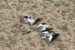Illegal Bird Killing in the Mediterranean Region