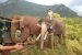 Kumki Elephants
