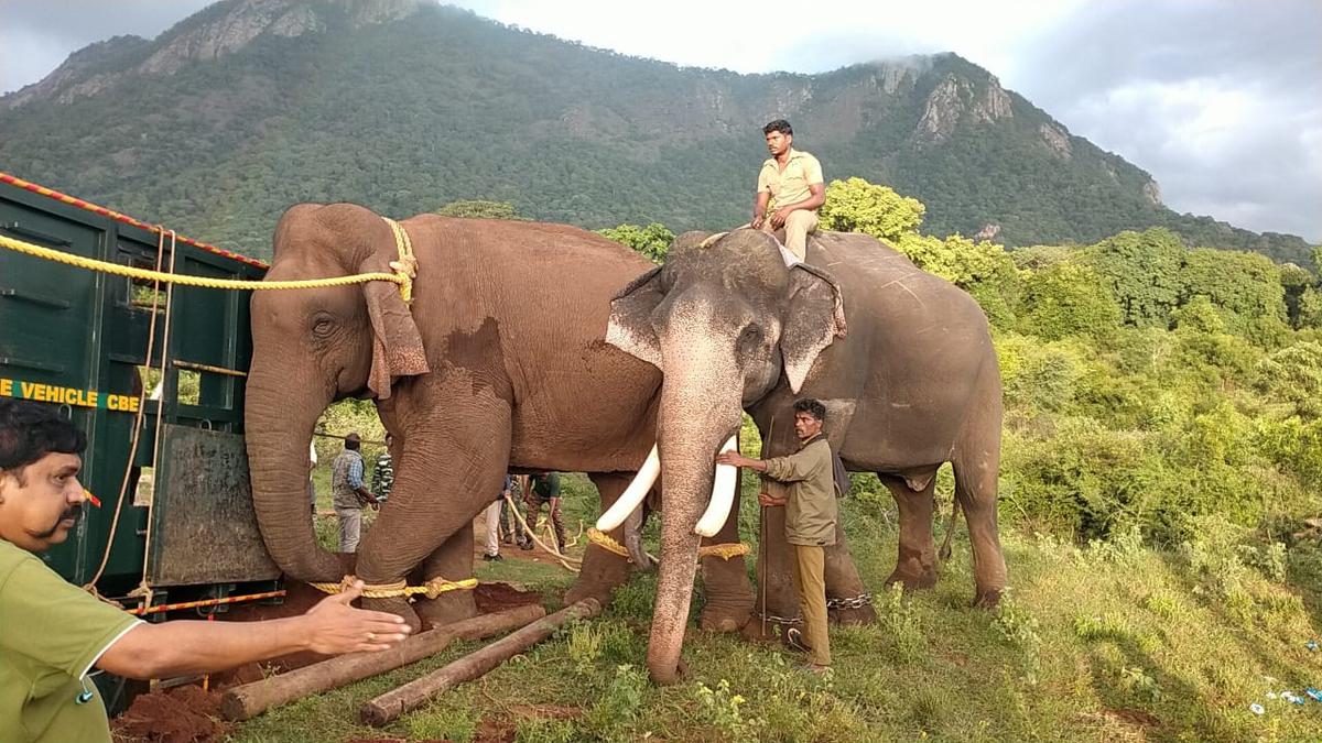 Kumki Elephants