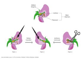 Mendel’s Pea Plants