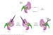 Mendel’s Pea Plants