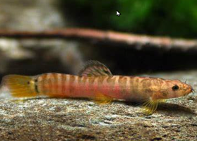 New Cave-Dwelling Fish Species Discovered in Meghalaya
