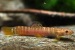 New Cave-Dwelling Fish Species Discovered in Meghalaya