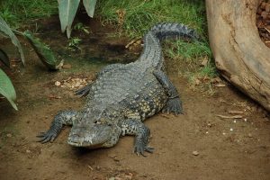 New Crocodile Species in Mexico