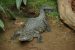 New Crocodile Species in Mexico