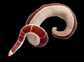 New Ribbon Worm Species