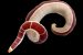 New Ribbon Worm Species