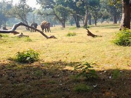 Palamu Tiger Reserve