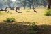 Palamu Tiger Reserve