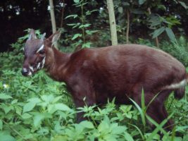 Saola
