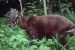 Saola
