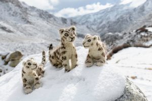 Snow Leopards in Ladakh