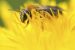 Stingless Bees Enhance Crop Yields