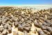 Stromatolites