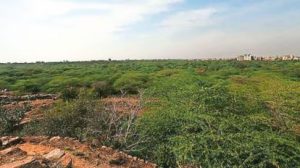 Supreme Court Action on Morphological Ridge Violations