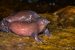 Tamil Nadu’s Endangered Species Conservation Fund Management Shift