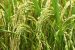 Rice and Wheat Cultivation in India
