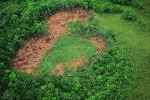 Tropical Rainforest Loss Hits Record Levels in 2024