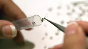 West Nile Virus Detected in UK Mosquitoes