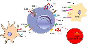 What are TR1 Cells?