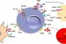 What are TR1 Cells?