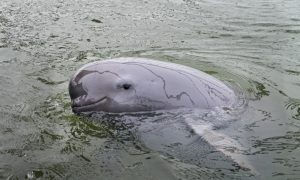 Yangtze Finless Porpoise