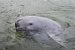 Yangtze Finless Porpoise
