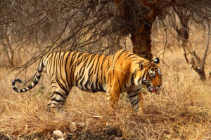 झारखंड में पहली टाइगर सफारी की योजना: पर्यटन बढ़ावा या आदिवासी अधिकारों का हनन?
