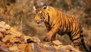 टाइगर रिजर्व के बाहर बाघों की सुरक्षा के लिए केंद्र सरकार की नई योजना