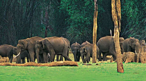 भारत के राष्ट्रीय उद्यानों में प्रबंधन क्षमता मूल्यांकन में केरल शीर्ष पर