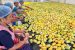 Andhra Pradesh Bans Totapuri Mangoes from Karnataka