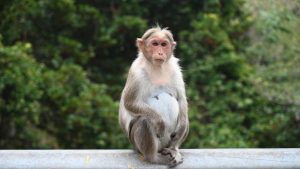 Bonnet Macaque Mass Sterilisation in Kerala