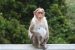 Bonnet Macaque Mass Sterilisation in Kerala