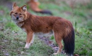 Dhole Returns to Kaziranga-Karbi Anglong Landscape